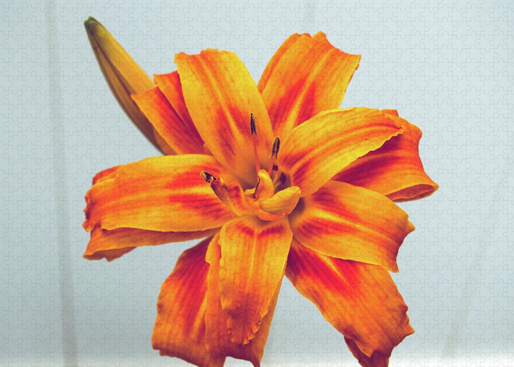 Orange Lilly - Puzzle