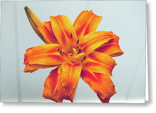 Orange Lilly - Greeting Card