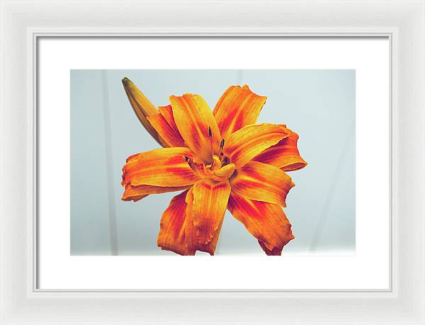 Orange Lilly - Framed Print