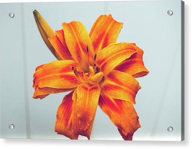 Orange Lilly - Acrylic Print