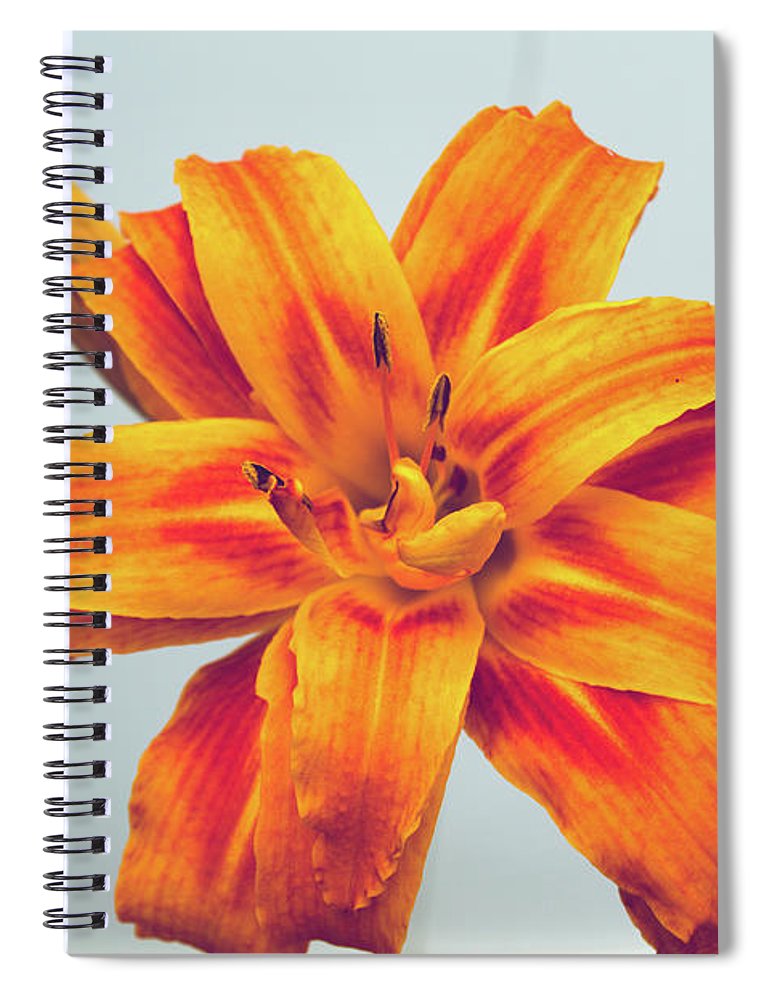 Orange Lilly - Spiral Notebook